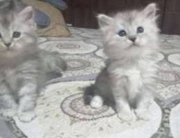 Persain​ Kittens​