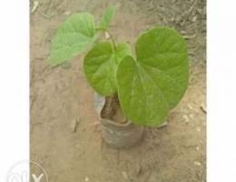 Tinospora Cordifolia Giloy plant is an her...