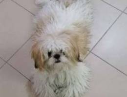 shih tzu شيتزو