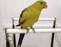 Handtamed Regent Parrot for Sale