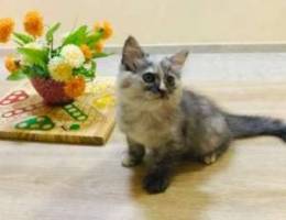 Persian cat for sale