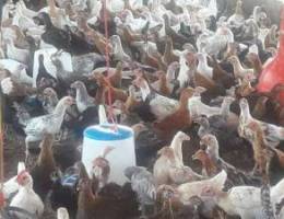 Sale of chicken omani .800