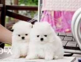 Cute Tiny White Pomeranian Puppies For Ado...