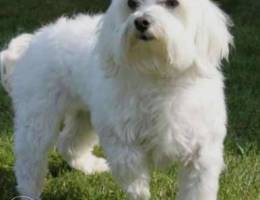 Maltese dog