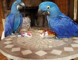 Beautiful Hyacinth Macaw parrots for adopt...