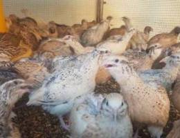 سمان سوبر جامبو مذبوح طازج Quails birds bi...