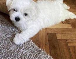 Maltese for sale