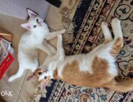 2 cats for adoption قطتين للتبني