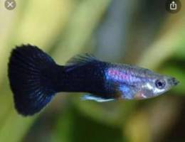 Looking For Black Guppy