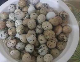 بيض سمان Quails egg