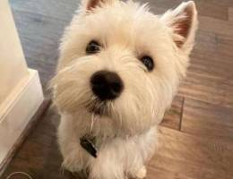 West Highland White Terrier