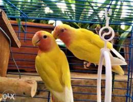 rose lovebirds n all for sale