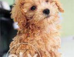 I am looking for a Toy Poodle