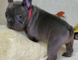 Affectionate French bulldog puppies