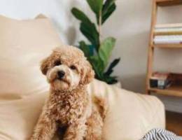 Poodle puppy available for lovely home