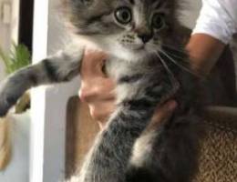 female turkish angora