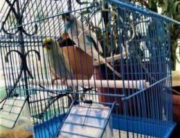 Beautiful Budgies & Cage & Nesting Pot