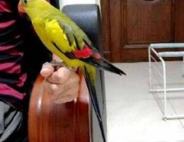 For sale - Regent Parrot ( handtamed )