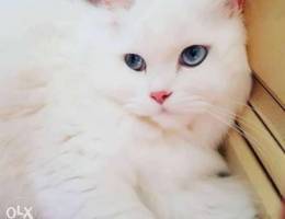 Persian cat for sell