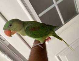 lost nepali parrot