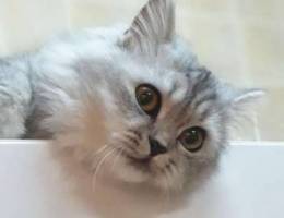 9 Months Female Persian Cat, Spayed and Va...