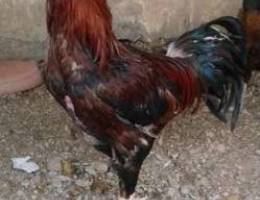 ديك باكستاني Pakistani cock