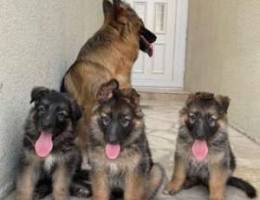 For Sale German shepherd puppies للبيع جير...