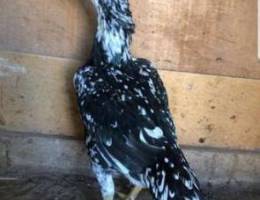 Pakistani hen for sale.. للبيع دجاجة باكست...