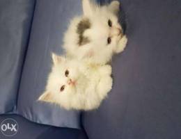 Kittens for Sale