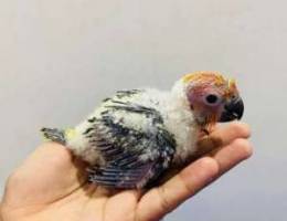 Sunconure صن كنيور