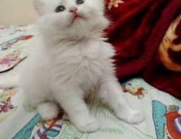 Kitten for sell