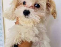 pure breed Maltese puppy Fr sale