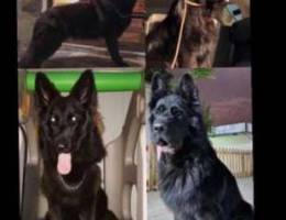 Black Jack German Shepherds puppies, 45 da...