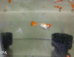 Albino red eye koi guppy available