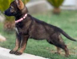 workline GSD female puppy