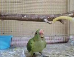 فرخ درة... Baby ringneck parrot