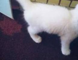 Male Kitten for sale