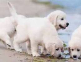 Golden retrievers for sale