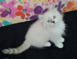 Himalayan Ragdoll Male 2months