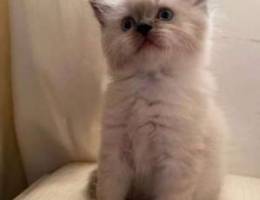 ragdoll kitten