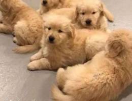 Golden Retriever Puppies Available