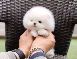 Pomeranian and Shih Tzu for sale