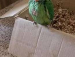 Baby parrot for sale!