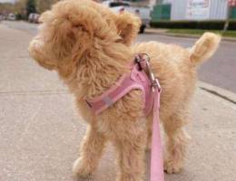 teacup poodle