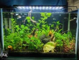 Size 60x30x40 planted aquarium with fishes