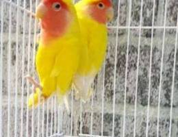 Latino rosy-faced lovebird