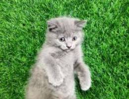 British Shorthair scotch fold father برتش ...