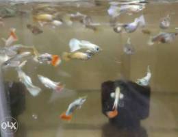 White guppy available home breeding
