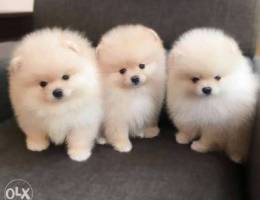 Pomeranian puppies for sell