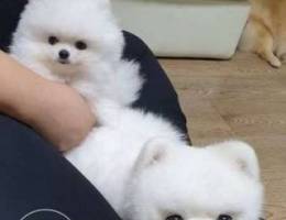 Sweet tiny Pomeranian puppies